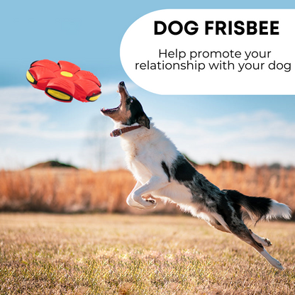 Purrs n Woof™ Dog Frisbee